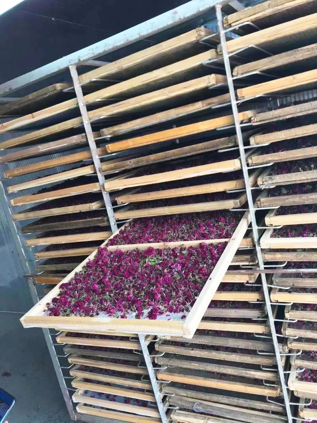 傳統的玫瑰花烘干方式 傳統的玫瑰花烘干方式